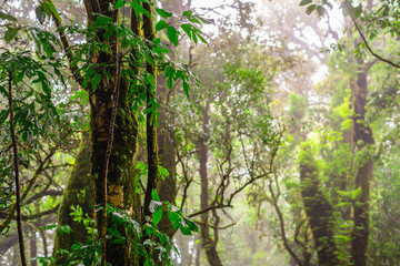 Fototapeta premium Tropical rainforest with morning fog in rainy season.