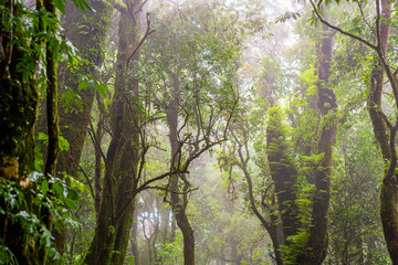 Naklejka premium Tropical evergreen rain forest with morning fog in rainy season.