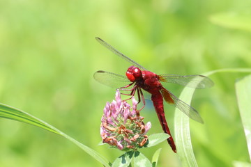 赤とんぼ © 梅川 寿男