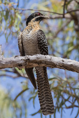 Pacific Koel in Australia