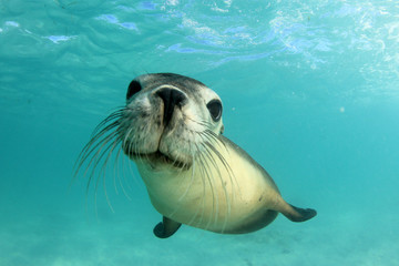 Fototapeta Australian Sea Lion  obraz
