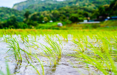 Young rice sprout at rice field plantation in rainy season.
