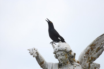 Pied Currawong in Australia