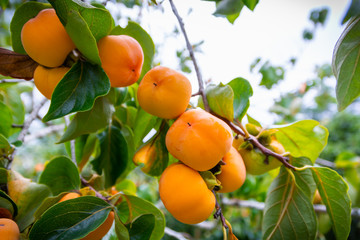 Persimmon tree in persimmon farm ready for harvest. - obrazy, fototapety, plakaty
