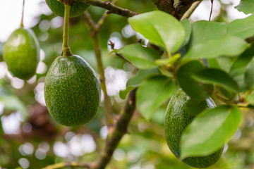 Avocado fruit hanging on avocado tree in organic garden.