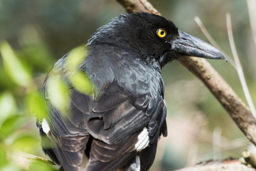 Pied Currawong in Australia