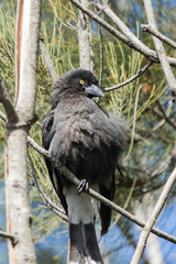 Pied Currawong in Australia