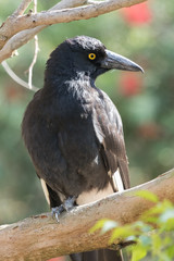 Pied Currawong in Australia