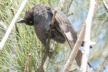 Pied Currawong in Australia