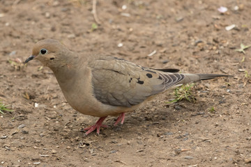 Mourning Dove in Pennslyvania USA