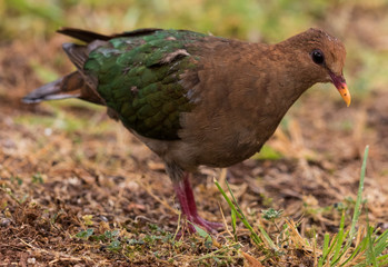 Emerald Dove in Australia
