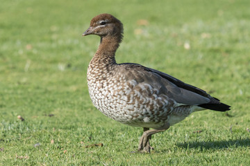 Australian Wood Duck