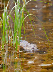 Muskrat Ondatra zibethicus swimming pond sedges