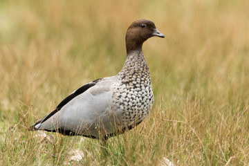 Australian Wood Duck
