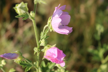 Pink flowers of mallow bloom in the meadow in  summer. Inside the flower are bees.