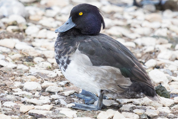 Tufted Duck in England
