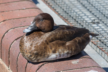 Hardhead Duck in Australia © Imogen