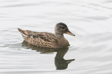 Gadwall English Duck