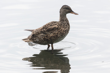 Gadwall English Duck