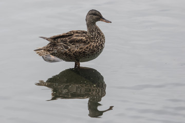 Gadwall English Duck