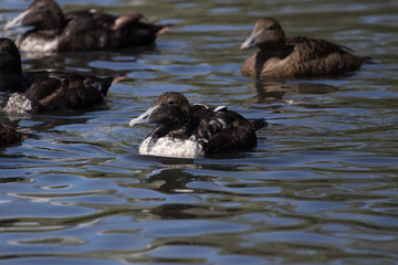 Common Eider Duck in England