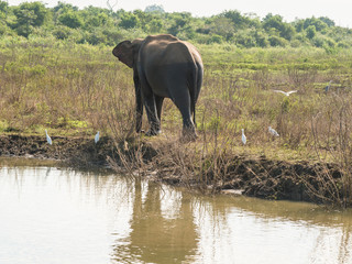 Elephant du Sri Lanka