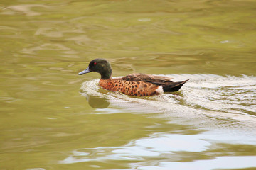 Chestnut Teal in Australia