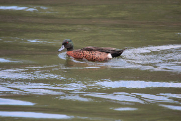 Chestnut Teal in Australia