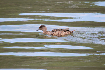 Chestnut Teal in Australia