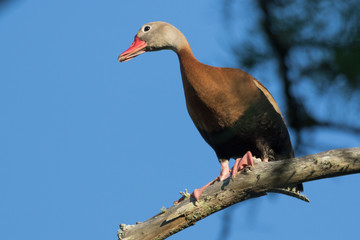 Black Bellied Whistling Duck