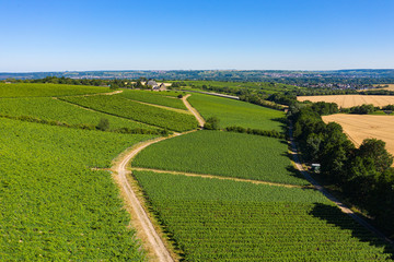Blick von oben auf die Weinberge bei Hattenheim/Deutschland im Rheingau