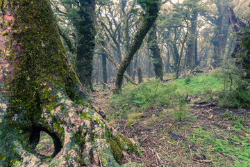Ghostly virgin mountain rainforest Marlborough NZ