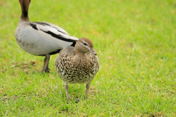 Australian Wood Duck