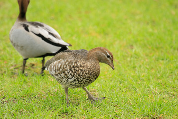 Australian Wood Duck