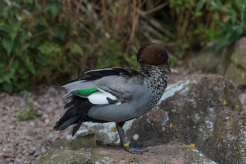 Australian Wood Duck