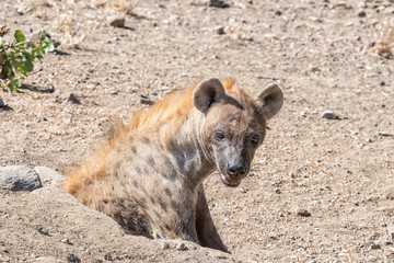 Female spotted hyaena, Crocuta crocuta