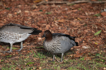 Australian Wood Duck