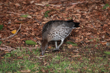 Australian Wood Duck