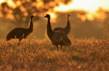 Emu in Outback Australia