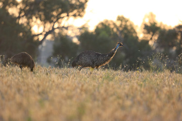 Emu in Outback Australia