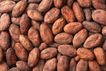 Obraz premium food background of dried cocoa beans, top view