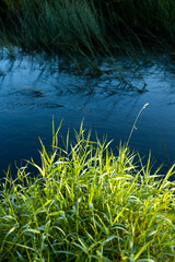 Fototapeta na wymiar A bright contrast between green grass and blue waters of the river early in the morning