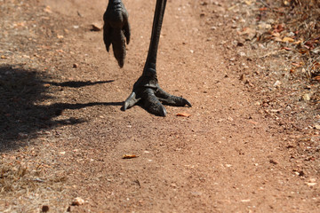 Emu in Australia