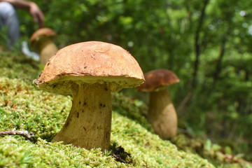 Boletus mushroom (Boletus aereus) in the forest. Forest fungi Boletus. Nature background texture, King mushroom, dark cep or bronze bolete