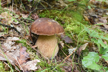 Boletus mushroom (Boletus aereus) in the forest. Forest fungi Boletus. Nature background texture, King mushroom, dark cep or bronze bolete