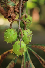 Obraz premium Chestnut on a tree