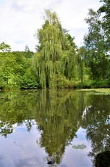 Fototapeta premium Trauerweide am Wasser