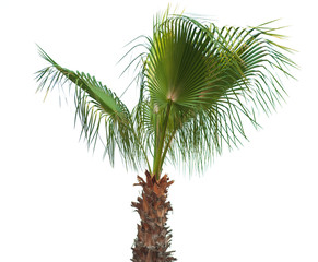 Palm tree isolated on white background