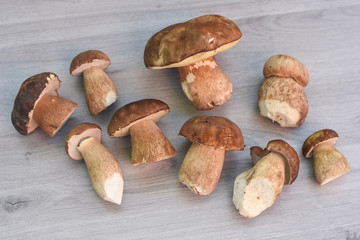 Boletus edulis, cep, porcino, porcini, mushroom. Fresh mushroom on cutting board, Food background