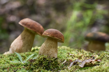 Boletus mushroom (Boletus aereus) in the forest. Forest fungi Boletus. Nature background texture, King mushroom, dark cep or bronze bolete